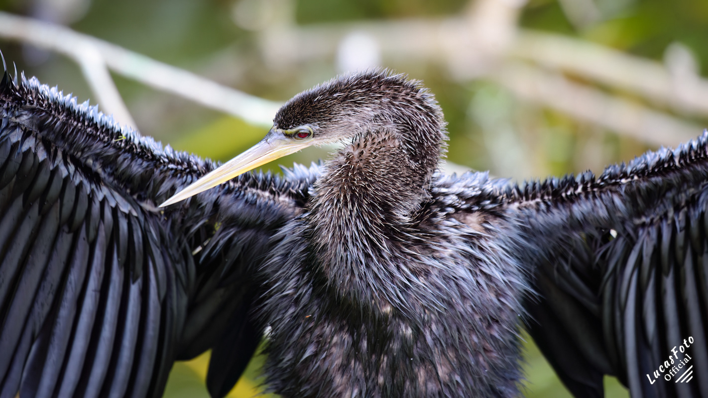Anhinga
