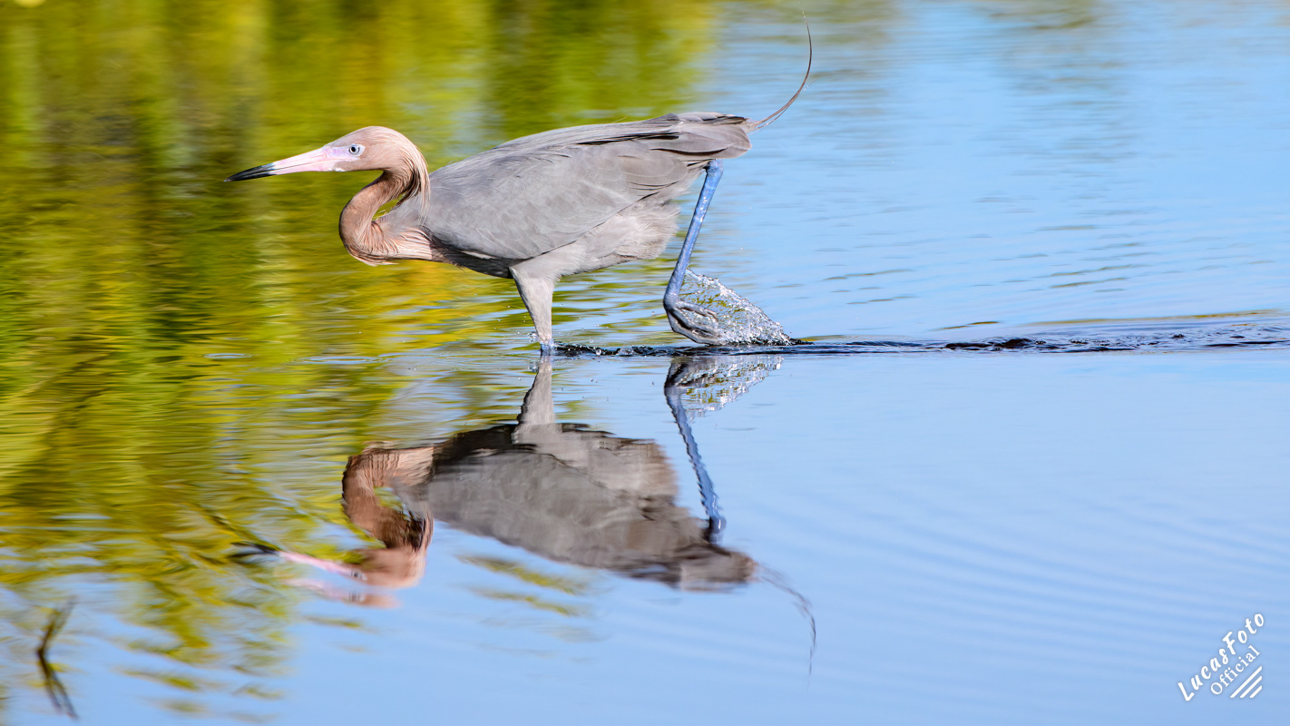 Reddish Egret
