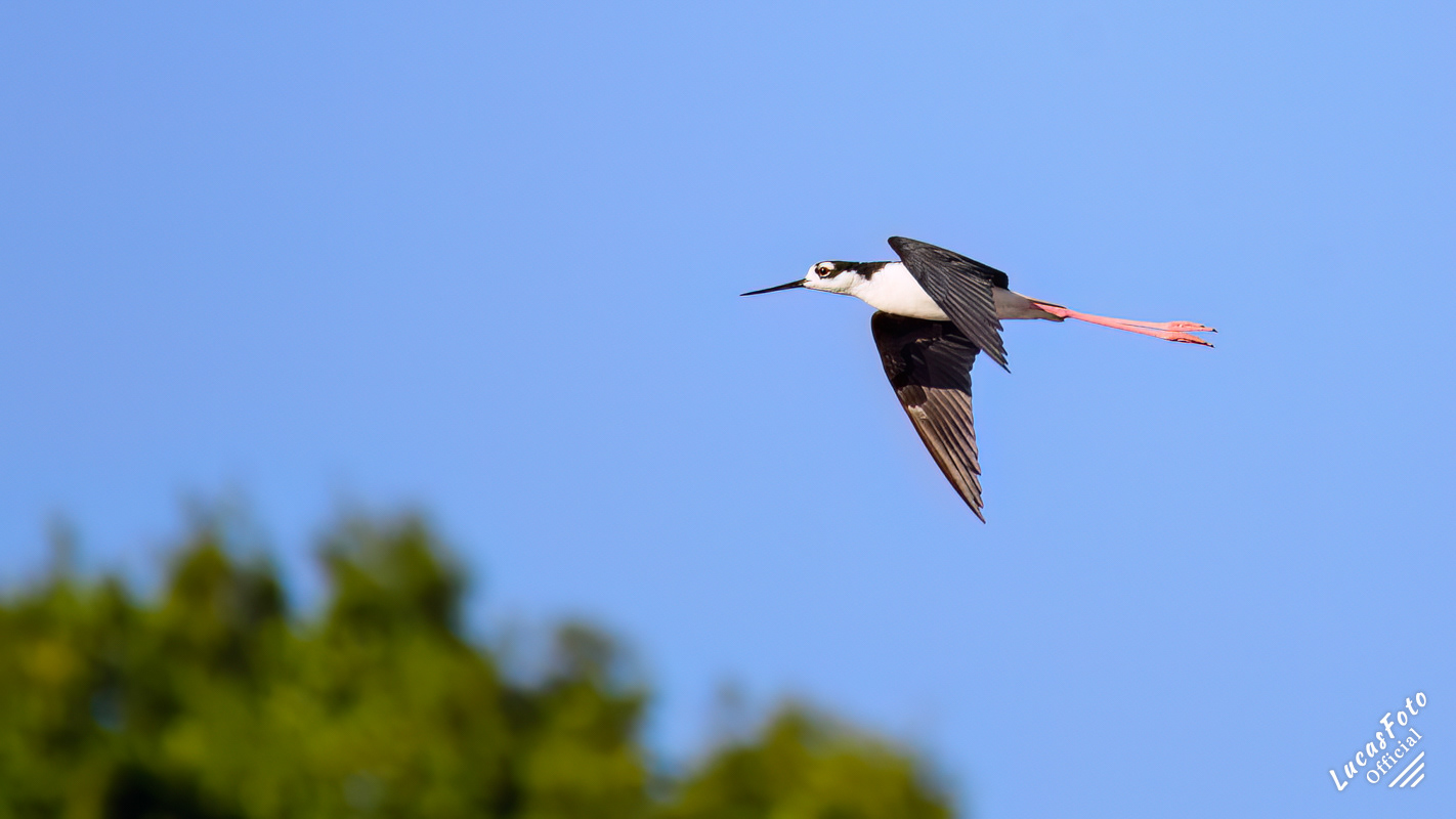 Black-necked Stilt
