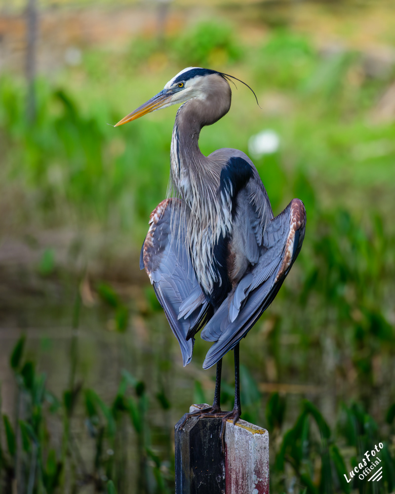 Great Blue Heron
