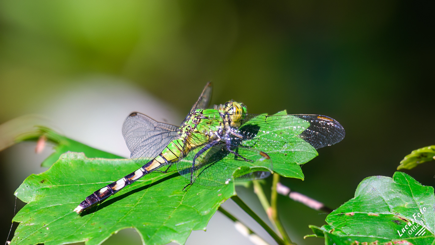Female Eastern Pondhawk