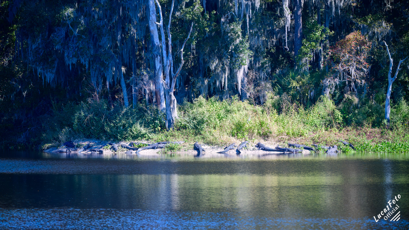 Alligator