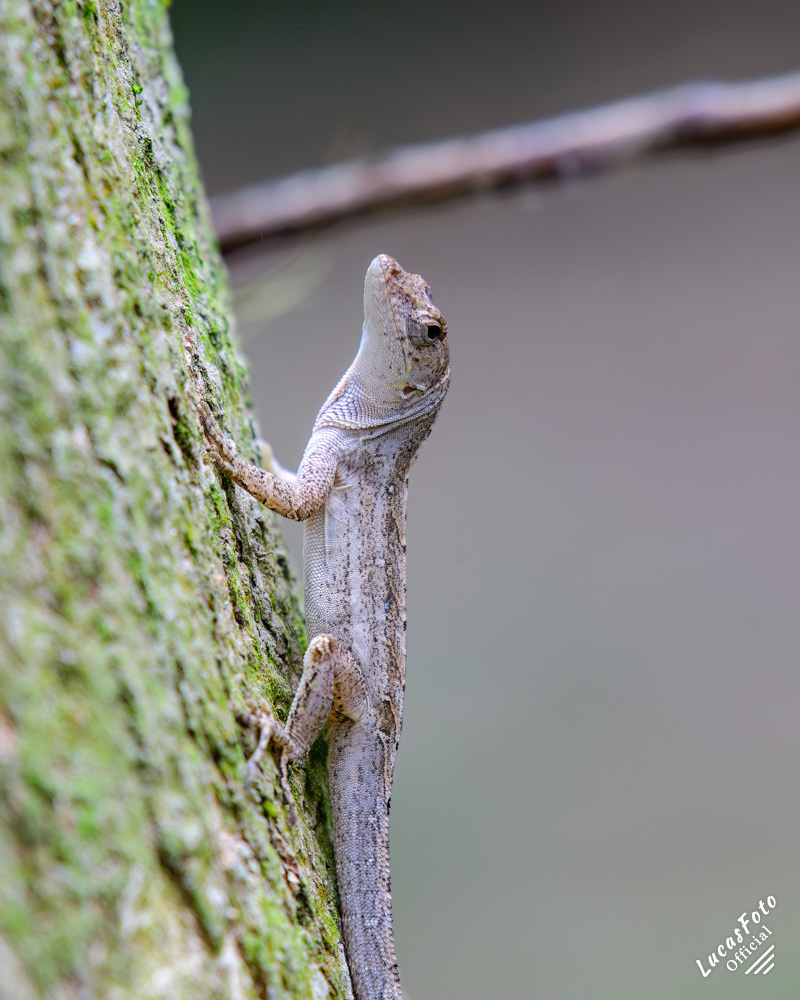 Brown Anole
