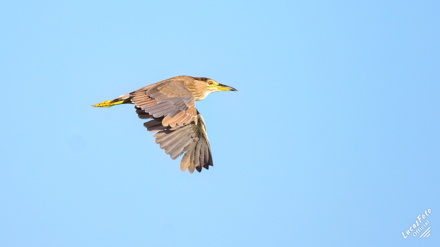 Black-crowned Night Heron