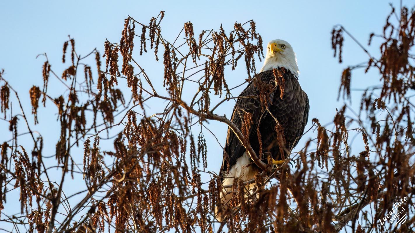 Bald Eagle