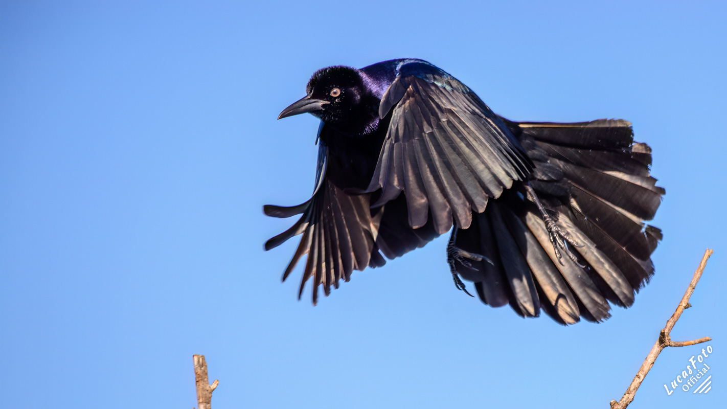 Boat-tailed Grackle
