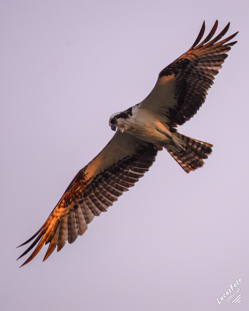 Osprey