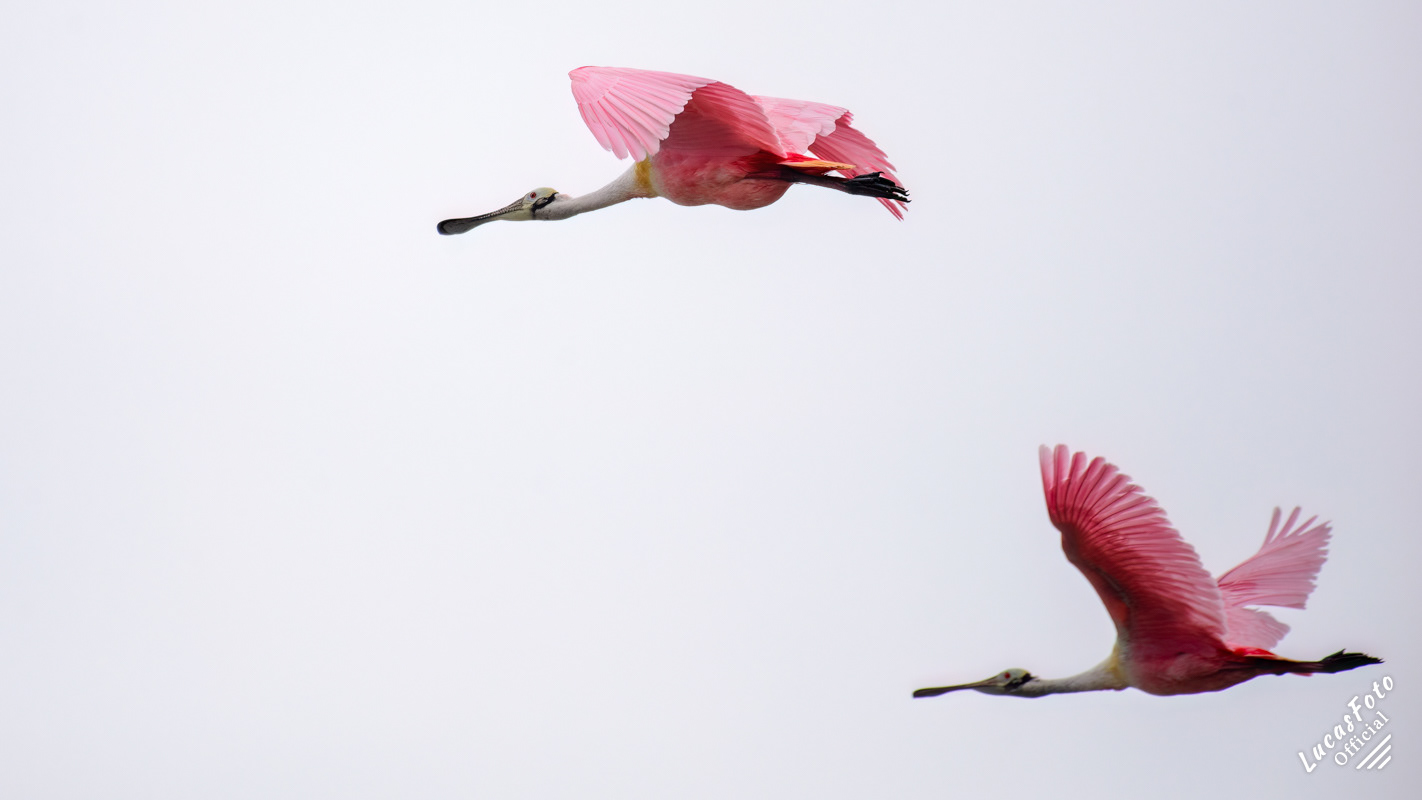 Roseate Spoonbill