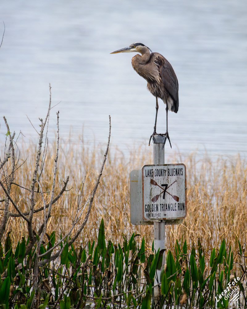 Great Blue Heron