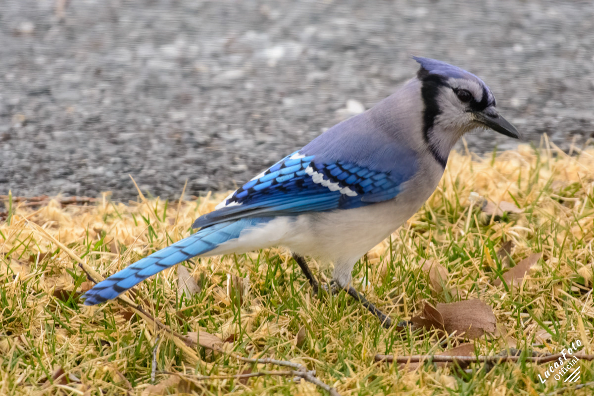 Blue Jay