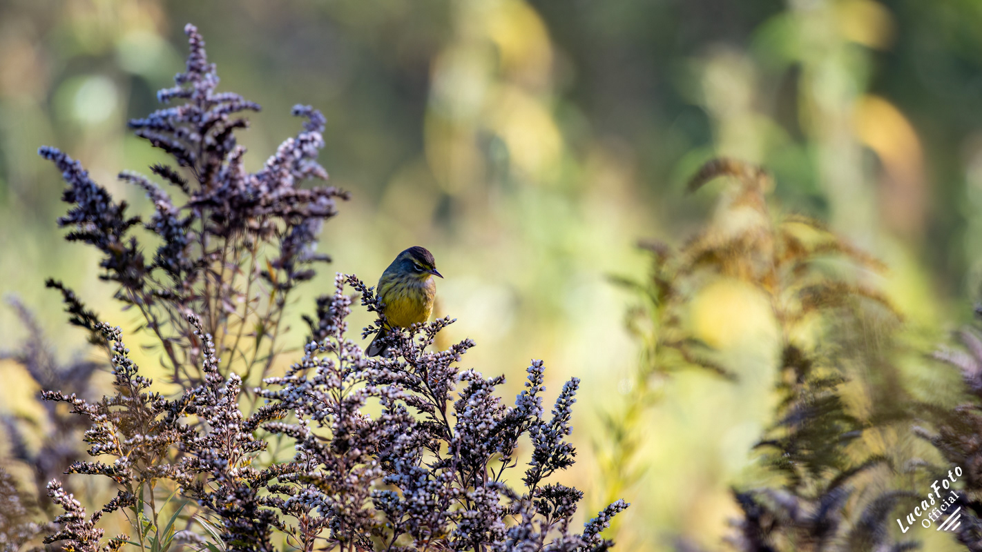 Palm Warbler