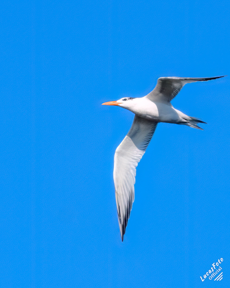 Royal Tern