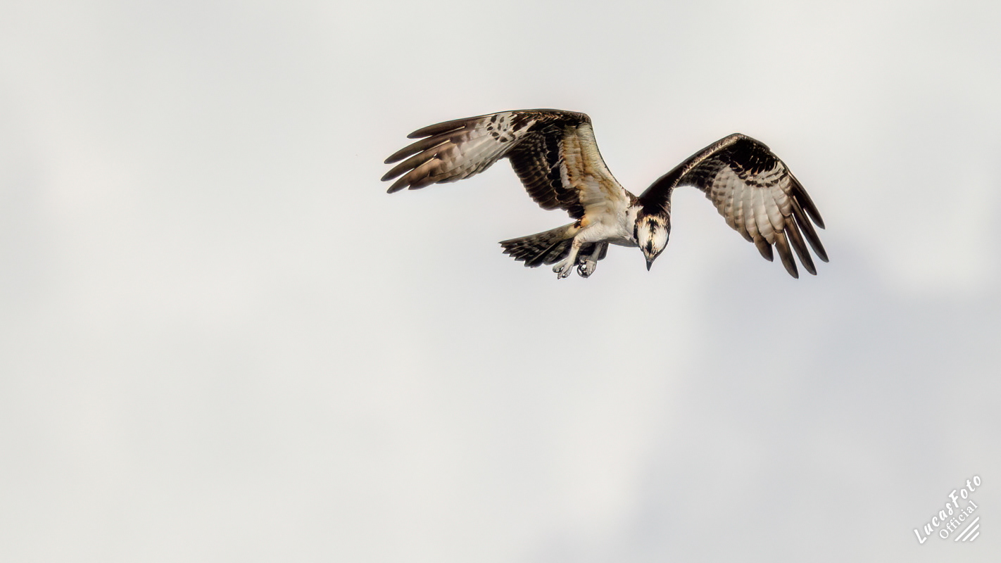 Osprey