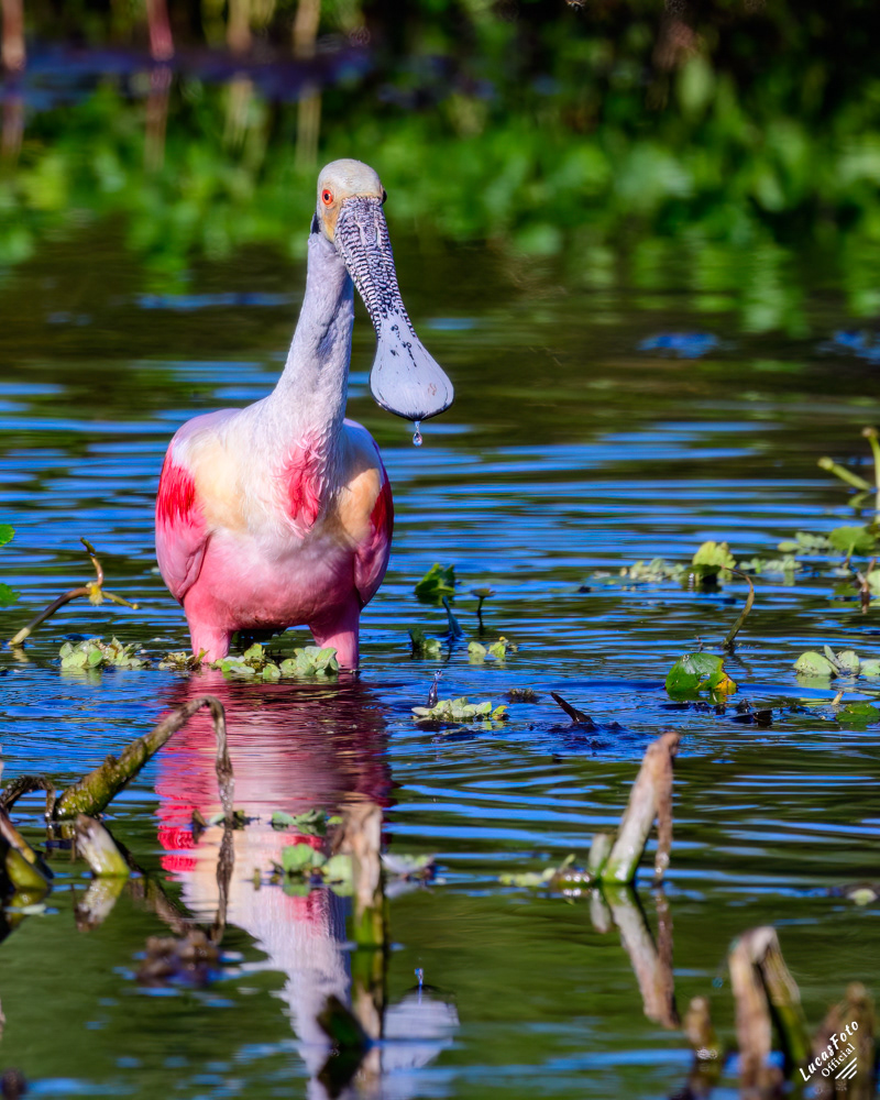 Roseate Spoonbill
