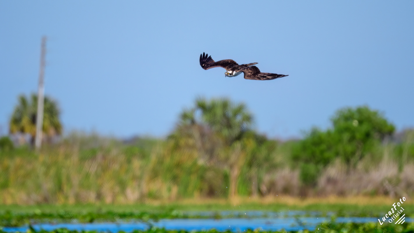 Osprey
