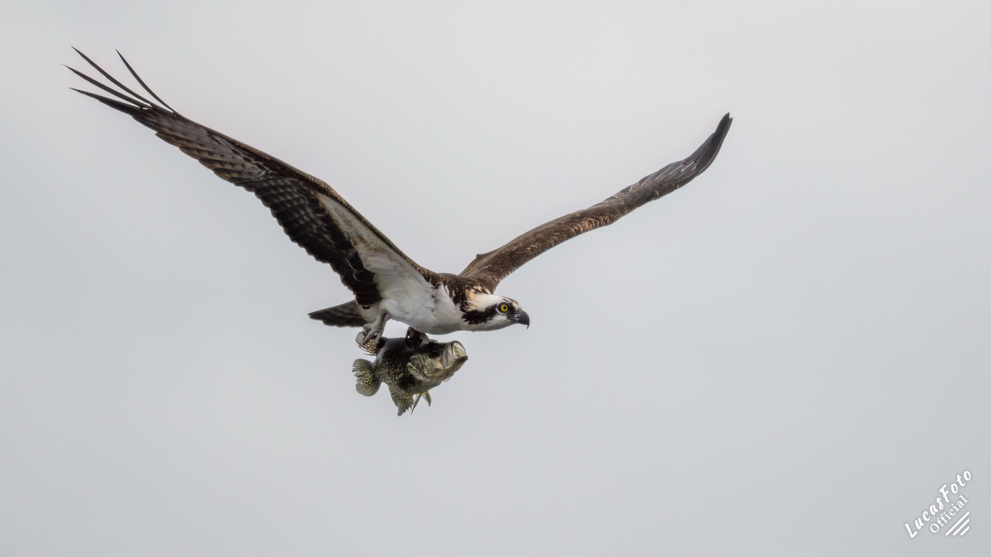 Osprey
