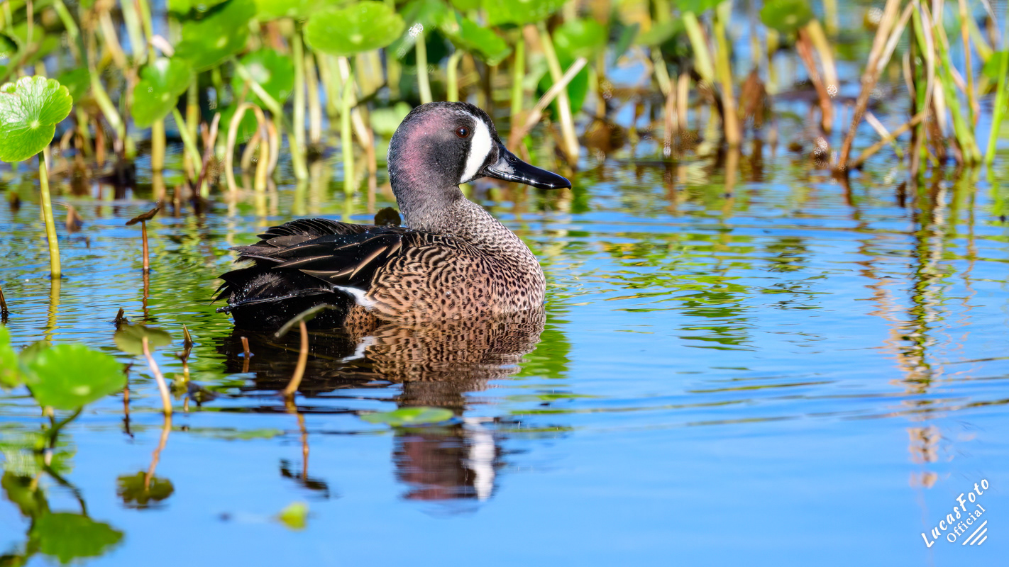 Blue-winged Teal