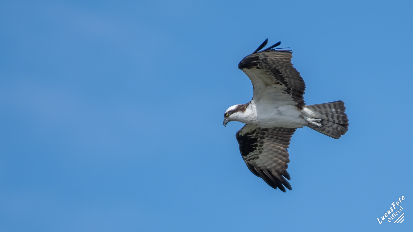 Osprey