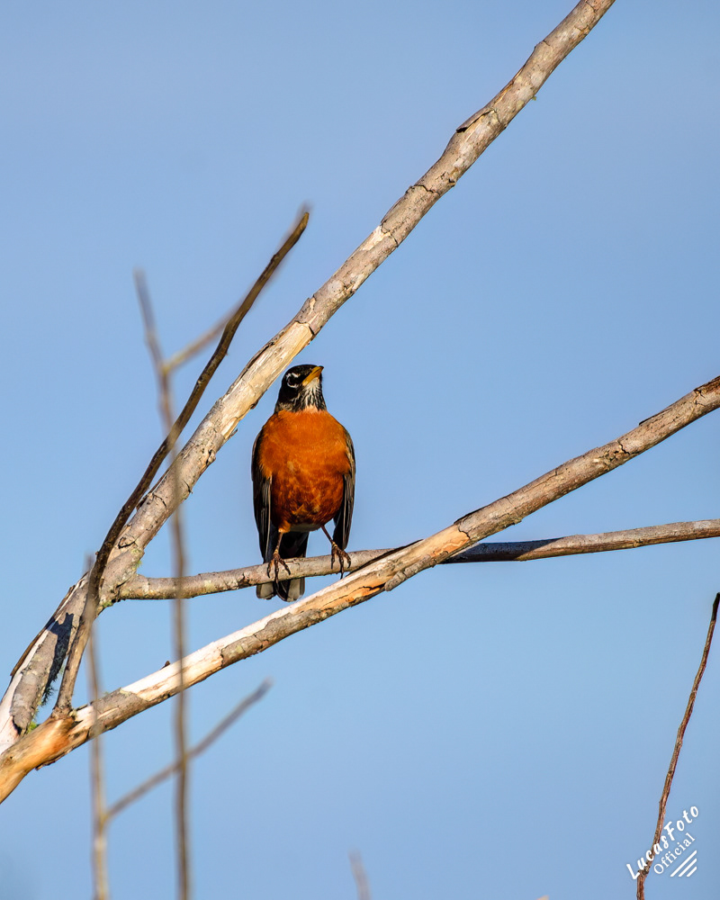 American Robin
