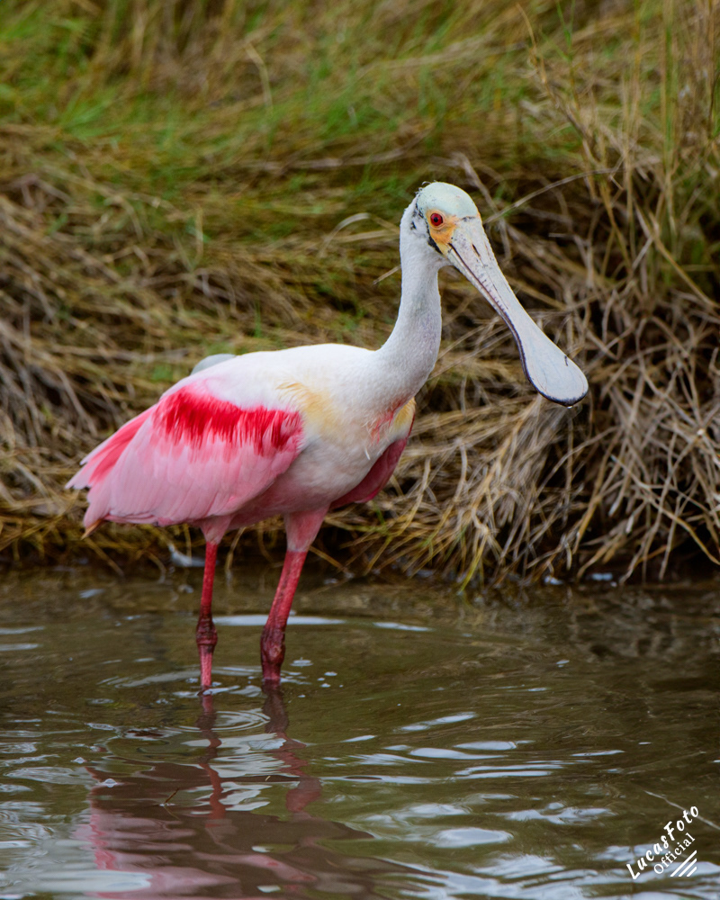 Roseate Spoonbill