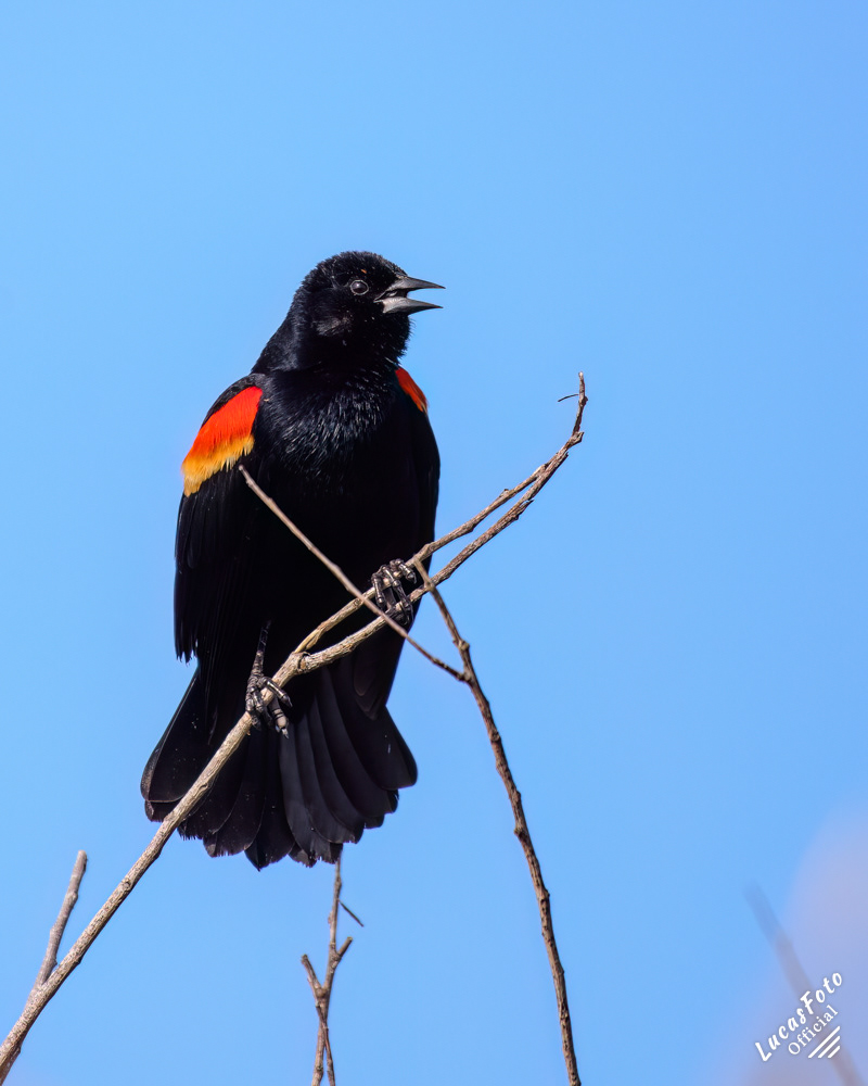 Red-winged Blackbird
