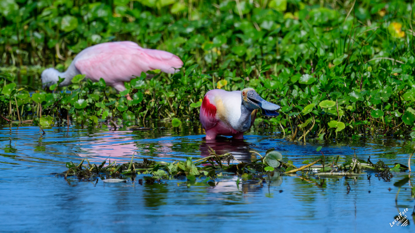 Roseate Spoonbill