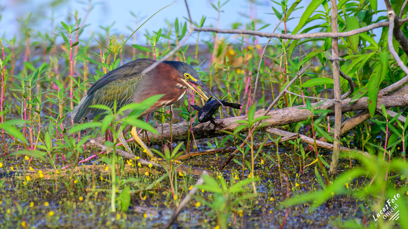 Green Heron