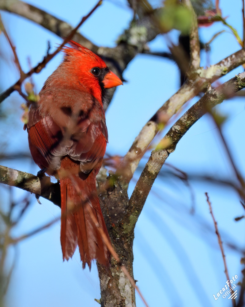 Northern Cardinal