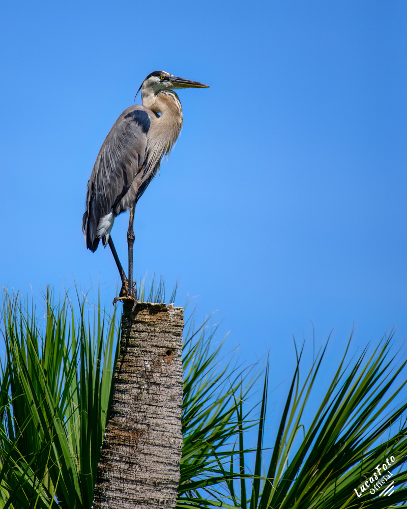 Great Blue Heron