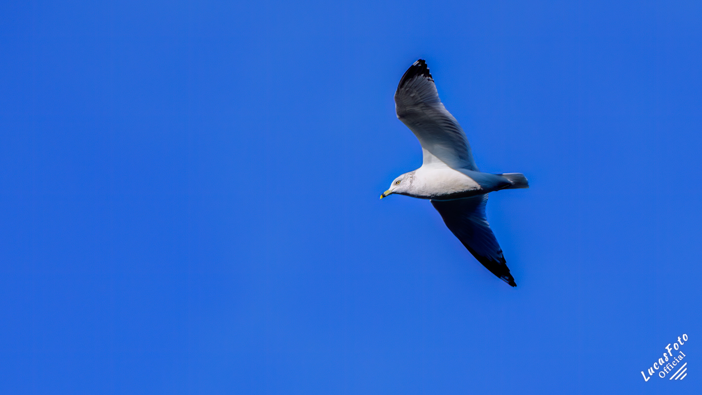 Ring-billed gull