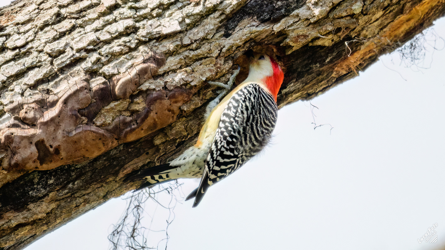 Red-bellied Woodpecker