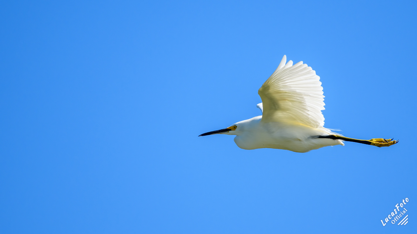 Snowy Egret
