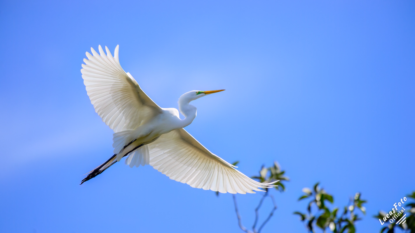 Great Egret