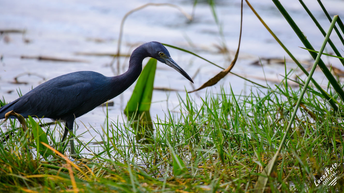 Little Blue Heron