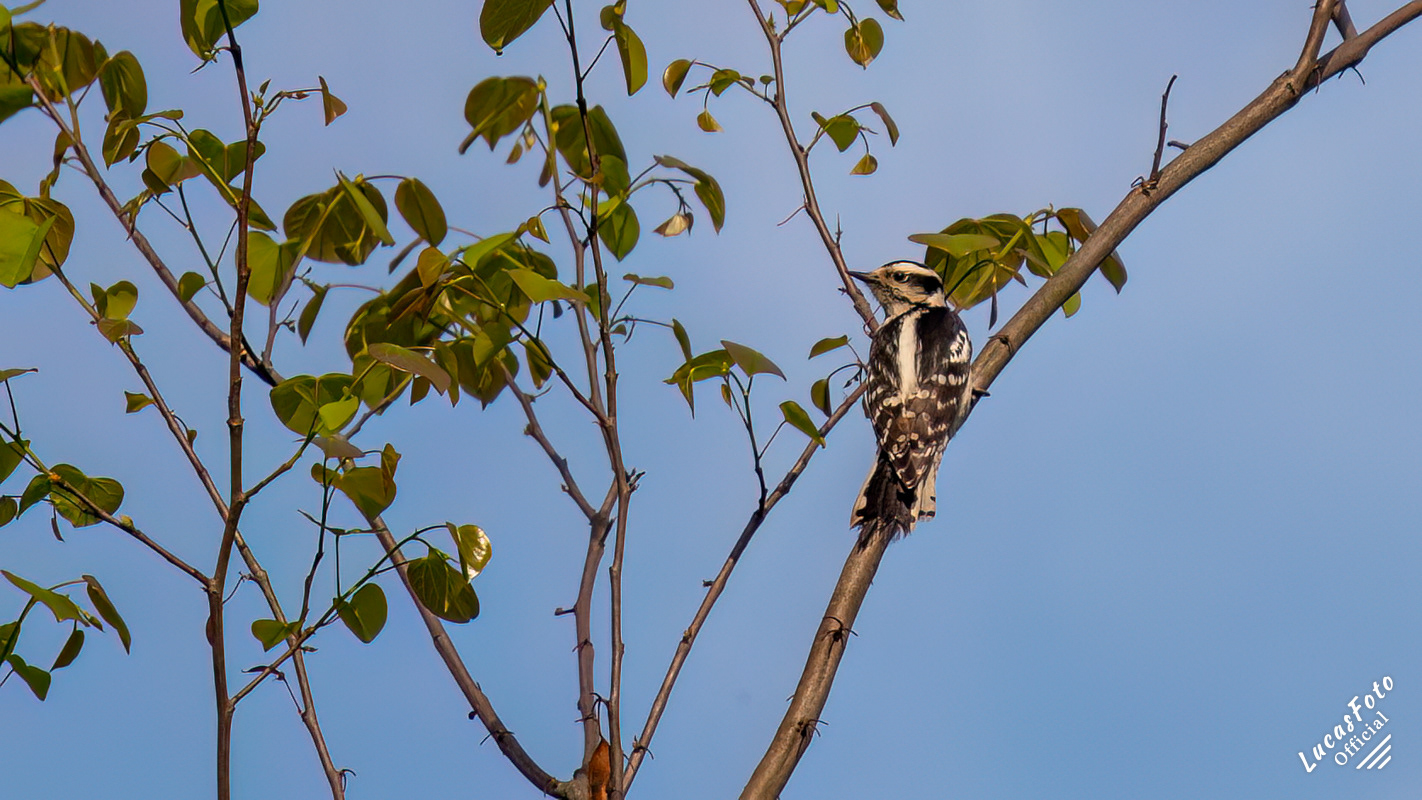 Downy Woodpecker