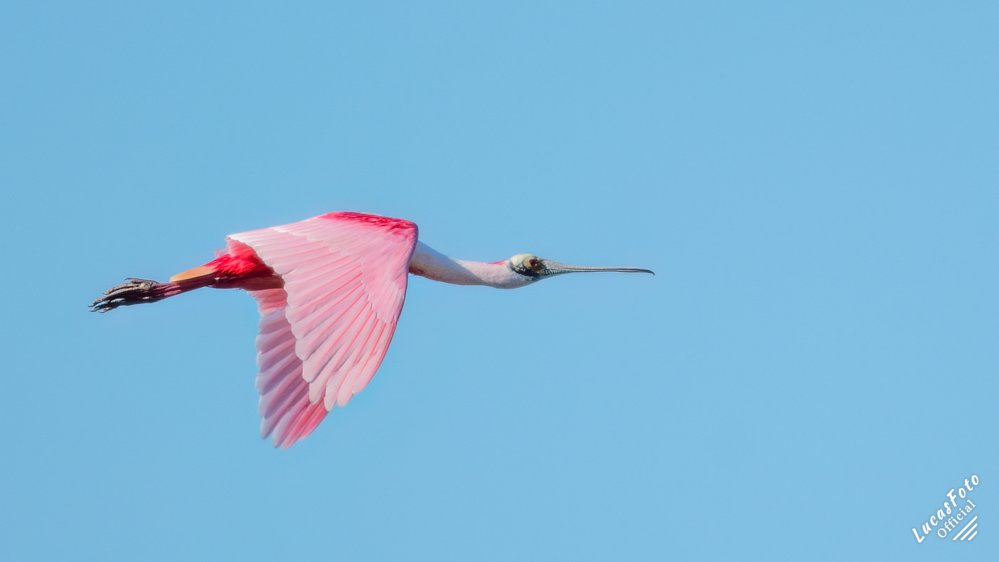 Roseate Spoonbill
