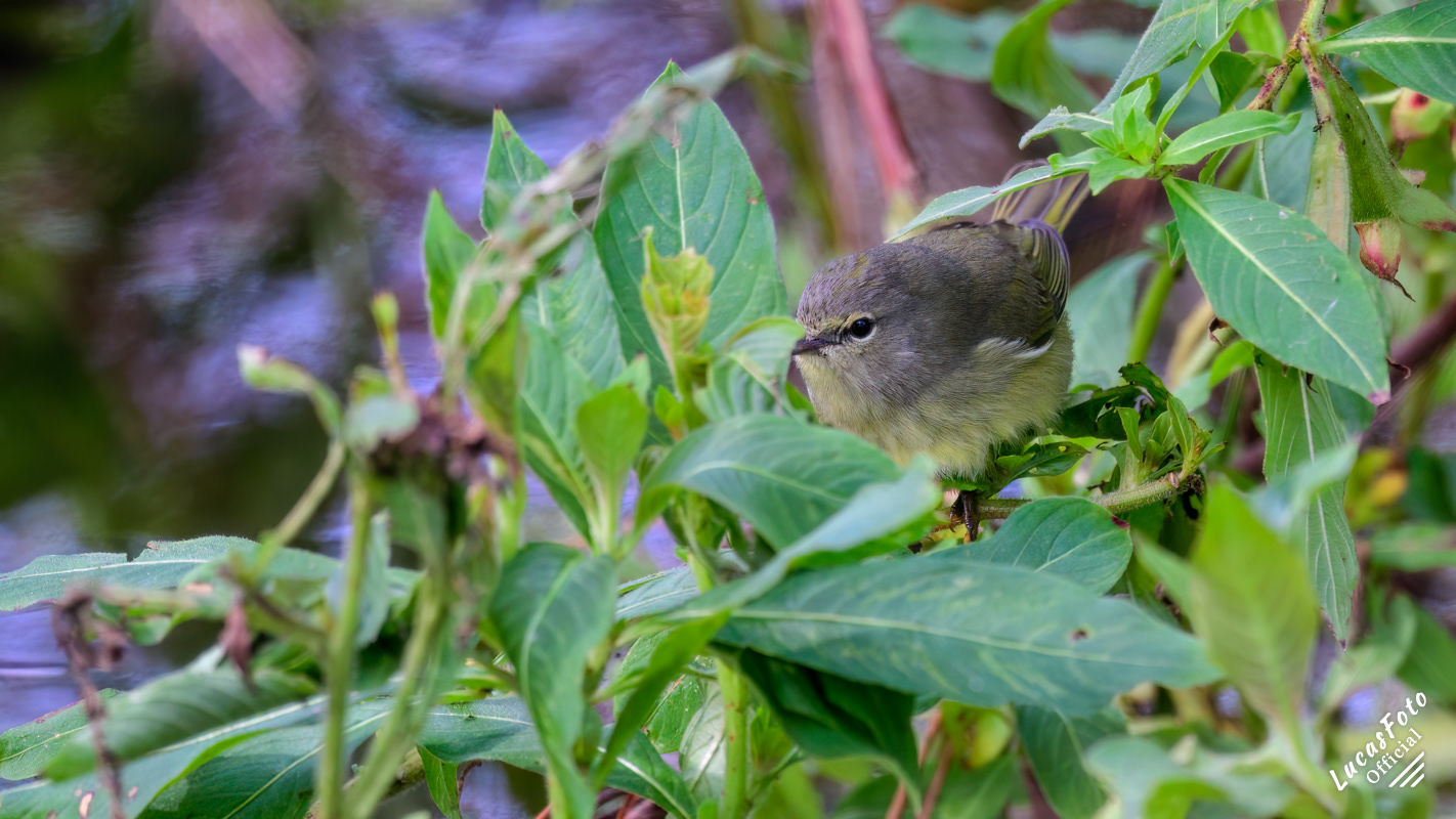 Orange-crowned Warbler