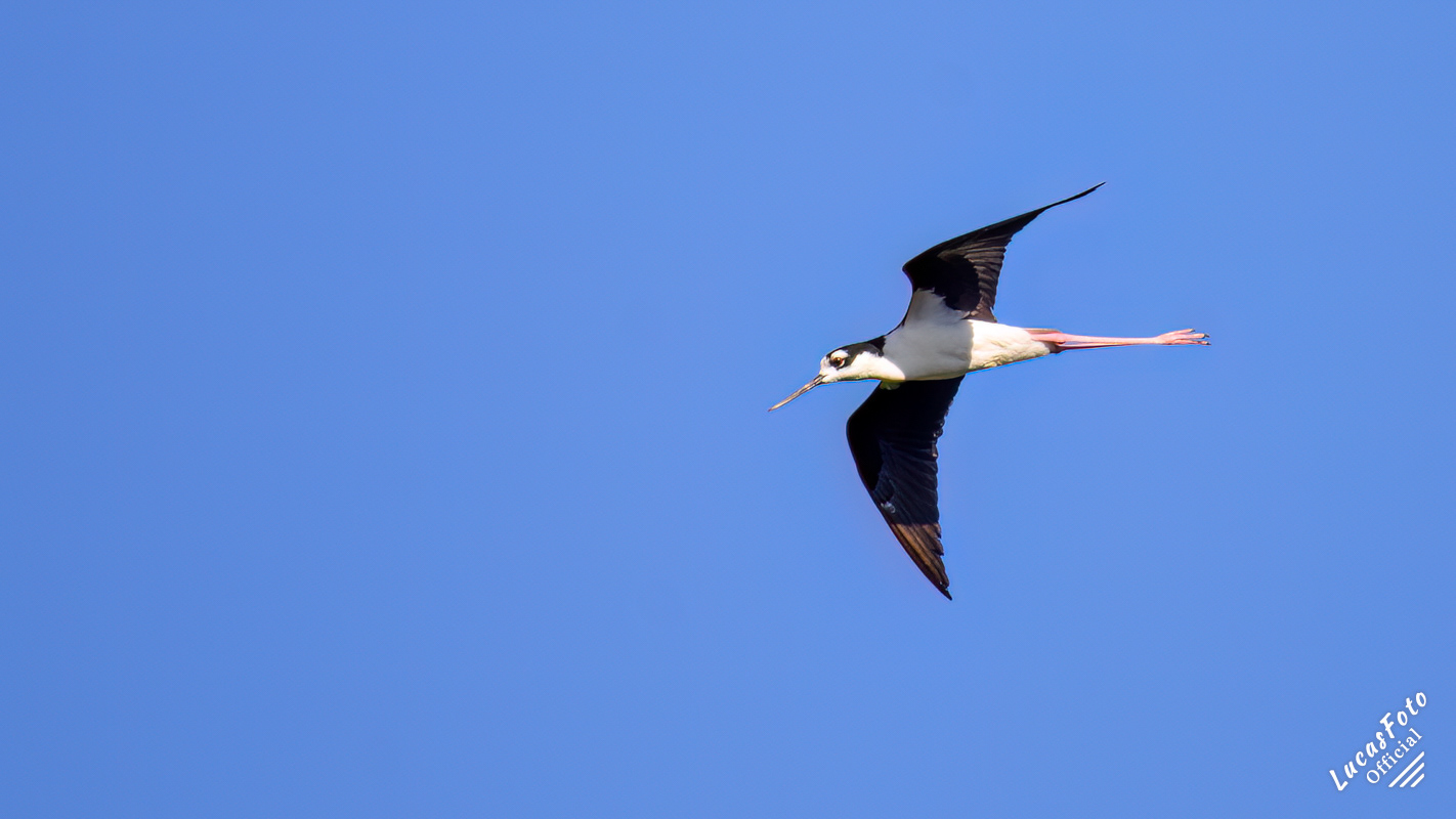 Black-necked Stilt