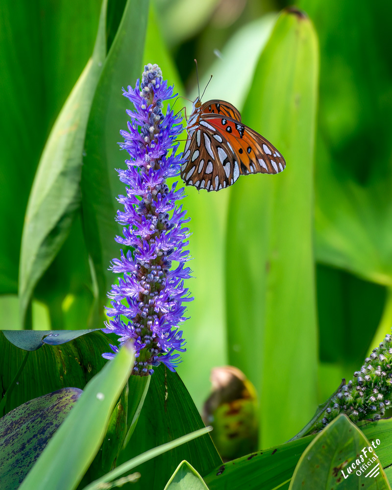 Gulf Fritillary