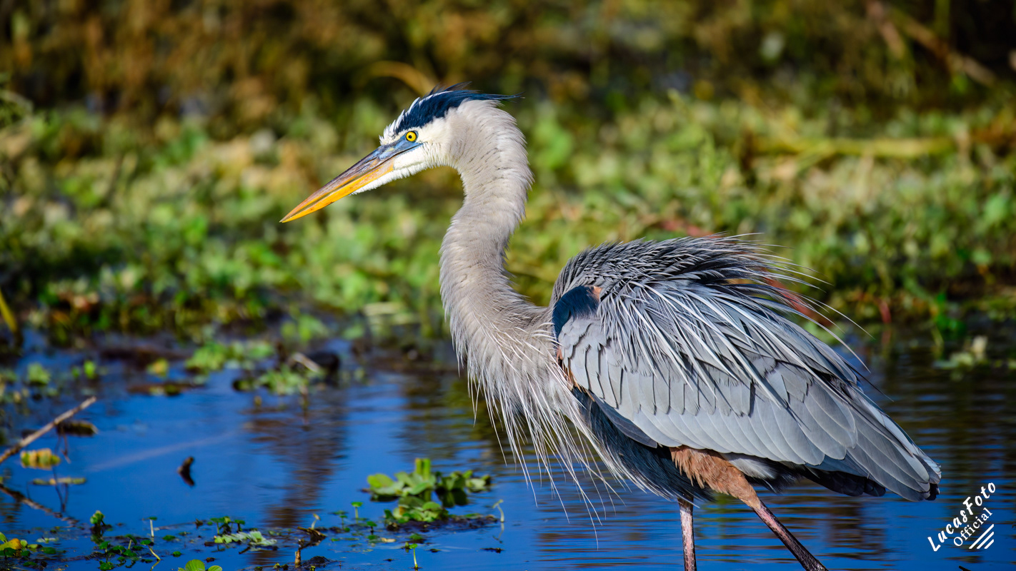 Great Blue Heron