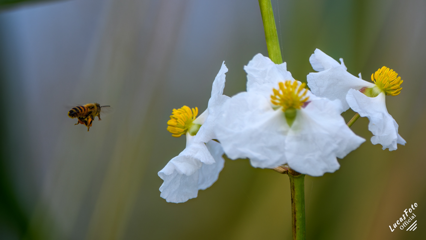 Honey Bee pollinating