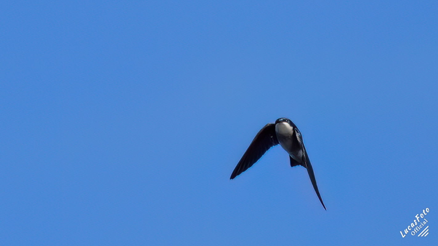 Tree Swallow