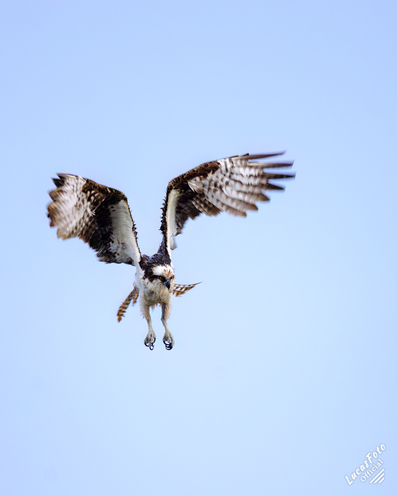 Osprey