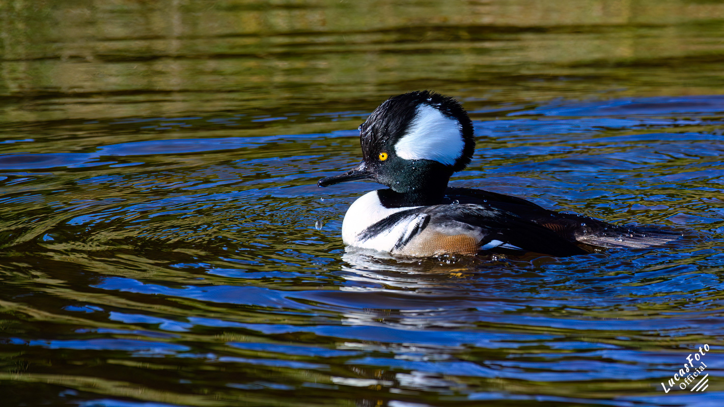 Hooded Merganser