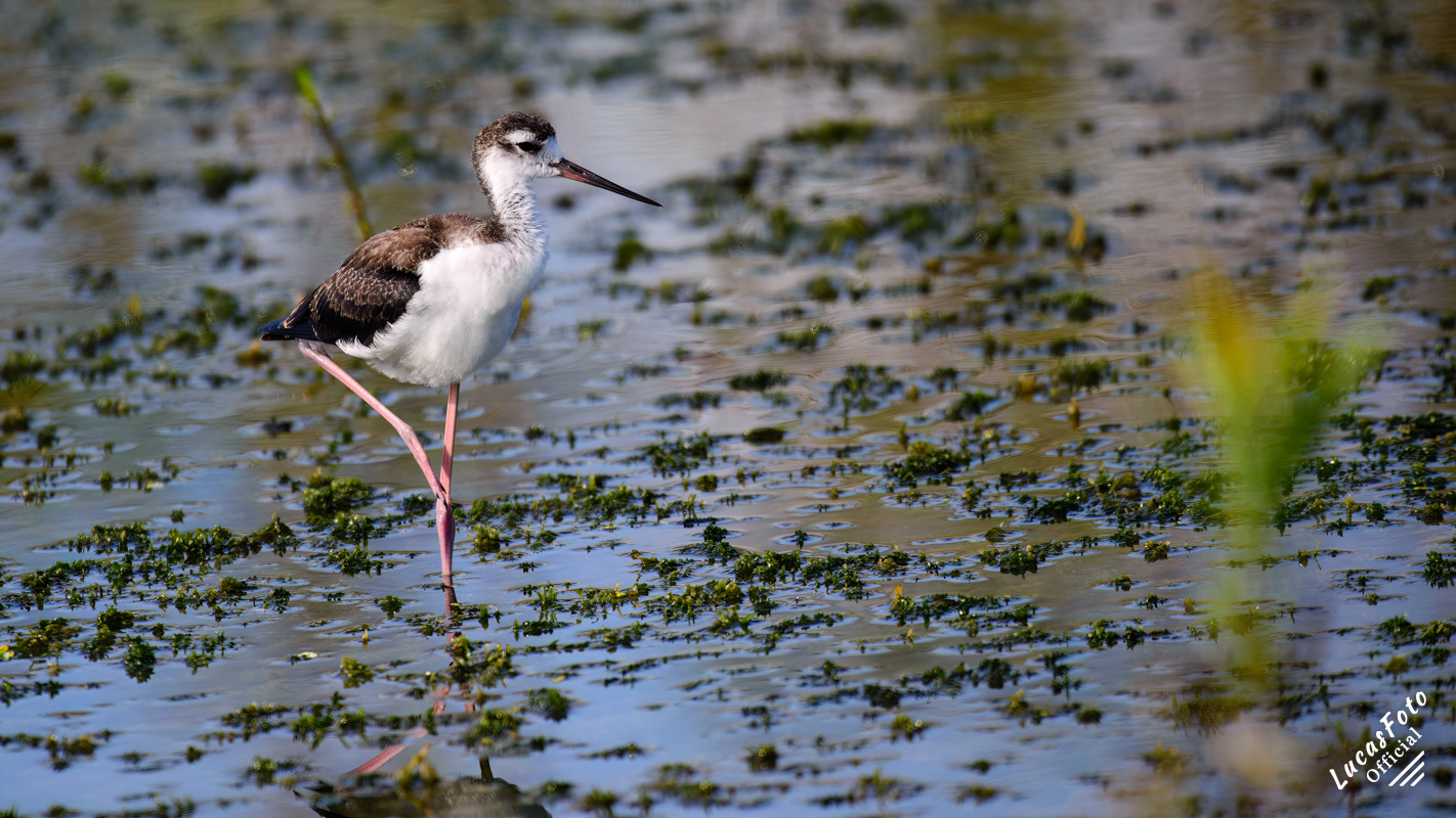 Black-necked Stilt