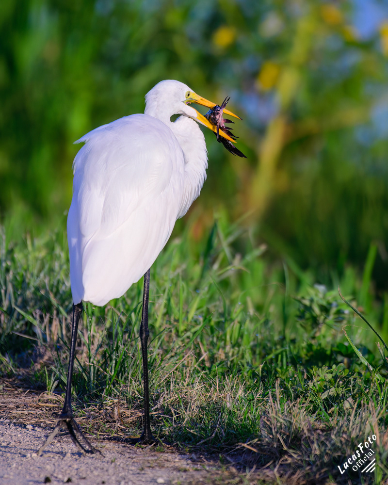 Great Egret