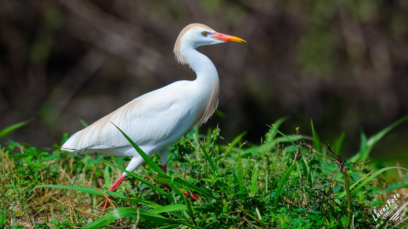 Cattle Egret