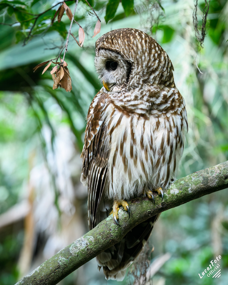 Barred Owl
