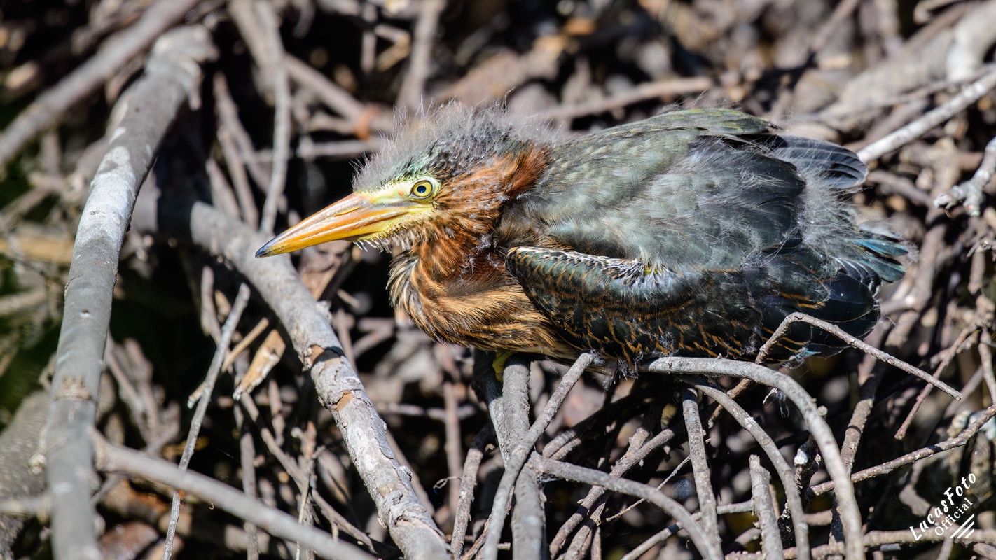 Green Heron