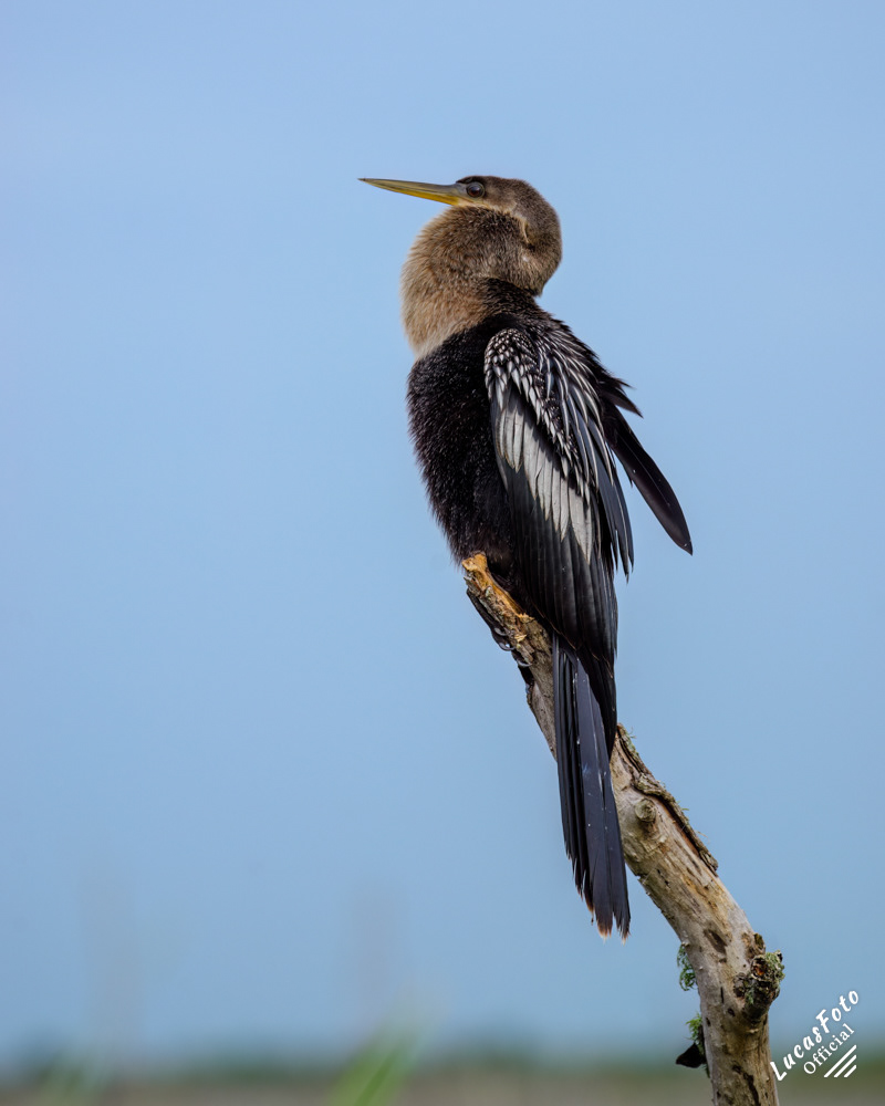Anhinga